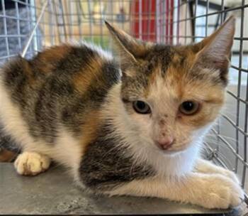 Spice A220999 -  Calico Cat for Adoption in Plano, Texas - Spice A220999 | PetCurious