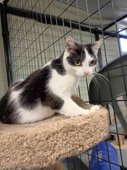 Domestic Short Hair Cats Available for Adoption in Holland, Michigan - April | PetCurious
