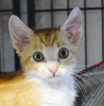 Spooky Doo -  Domestic Short Hair Cat for Adoption in Bulverde, Texas - Spooky Doo | PetCurious