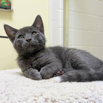 Peter -  Domestic Short Hair Cat for Adoption in San Francisco, California - Peter | PetCurious