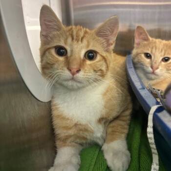 Abbot FKA Zack -  Domestic Short Hair Cat for Adoption in Philadelphia, Pennsylvania - Abbot FKA Zack | PetCurious