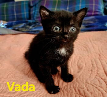 Rescue Domestic Short Hair Cats for Adoption in Rustburg, Virginia - Vada - Not At Shelter (Kendra) | PetCurious