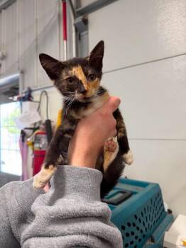 Bo Peep -  Domestic Short Hair Cat for Adoption in Greensburg, Indiana - Bo Peep | PetCurious
