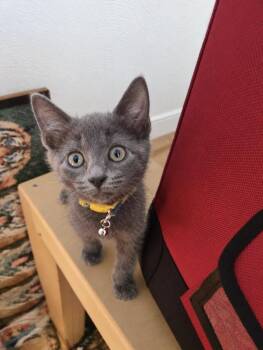 Wello -  Domestic Medium Hair Cat for Adoption in Virginia Beach, Virginia - Wello | PetCurious