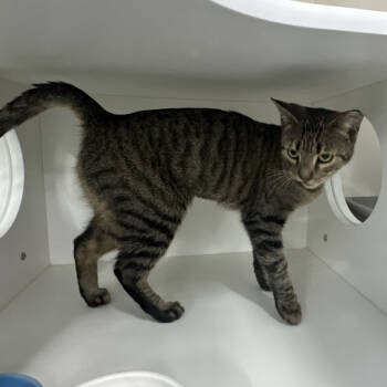 Rescue Domestic Short Hair Cats for Adoption in Clearwater, Florida - Belle | PetCurious