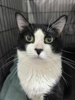 Rescue Domestic Short Hair Cats for Adoption in Westfield, Massachusetts - Pumba | PetCurious