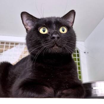 Manx and Domestic Short Hair Cats Available for Adoption in Sandy Springs, Georgia - Salem | PetCurious