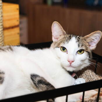 Rescue Domestic Short Hair Cats for Adoption - Flash | PetCurious