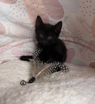 Raven -  Domestic Short Hair Cat for Adoption in Martinsburg, West Virginia - Raven | PetCurious