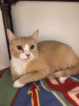 Elsa -  Domestic Short Hair Cat for Adoption in Salt Lake City, Utah - Elsa | PetCurious