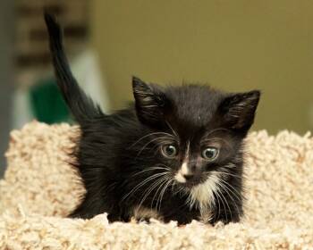 Rescue Domestic Short Hair Cats for Adoption in Boerne, Texas - Deal Or No Deal | PetCurious