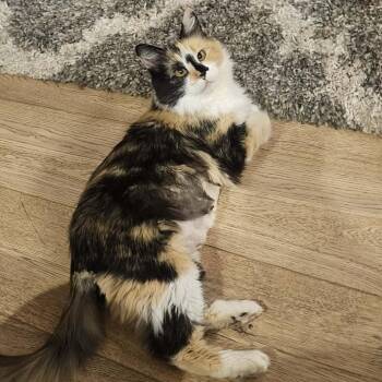 Calico and Domestic Medium Hair Cats Available for Adoption - Maisie | PetCurious