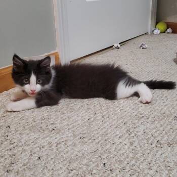 Found SE Park Lane Rochester MN (Chica) -  Domestic Medium Hair Cat for Adoption in Rochester, Minnesota - Found SE Park Lane Rochester MN (Chica) | PetCurious