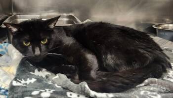 Domestic Short Hair Cats Available for Adoption in Clayton, New Jersey - Drax | PetCurious