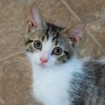 Seether -  Tabby and Domestic Short Hair Cat for Adoption in Shippenville, Pennsylvania - Seether | PetCurious