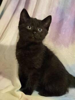 Rescue Domestic Short Hair Cats for Adoption in Albany, Wisconsin - Caprese | PetCurious