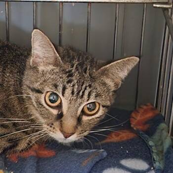 Domestic Short Hair Cats Available for Adoption in Corsicana, Texas - Phoebe C46599 | PetCurious