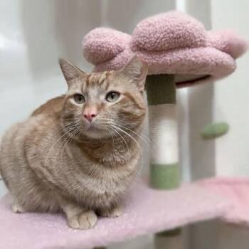 Domestic Short Hair Cats Available for Adoption - SIMBA | PetCurious