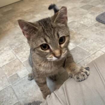 Tallulah -  Domestic Short Hair Cat for Adoption in Roanoke, Virginia - Tallulah | PetCurious