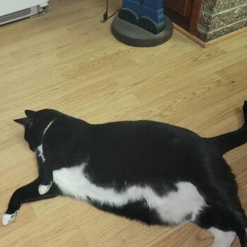 Domestic Short Hair Cats Available for Adoption in Hedgesville, West Virginia - Smokey | PetCurious