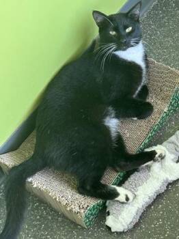 Otis -  Domestic Short Hair Cat for Adoption in New Orleans, Louisiana - Otis | PetCurious