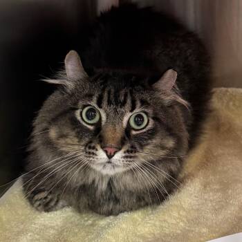 Kronk -  Domestic Long Hair Cat for Adoption in Salt Lake City, Utah - Kronk | PetCurious