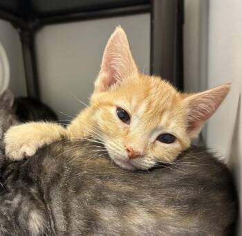 MacAroni -  Domestic Short Hair Cat for Adoption in Salt Lake City, Utah - MacAroni | PetCurious