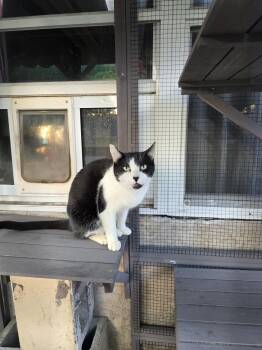 Rescue Domestic Short Hair Cats for Adoption in Maitland, Florida - June | PetCurious