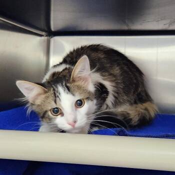 Gypsum -  Domestic Medium Hair Cat for Adoption in Walker, Michigan - Gypsum | PetCurious