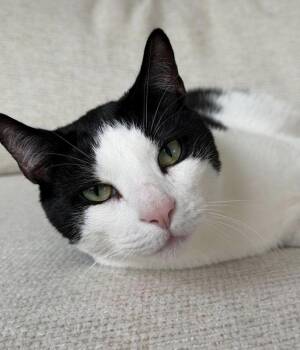 The Notorious C.A.T -  Domestic Short Hair Cat for Adoption in New York, New York - The Notorious C.A.T | PetCurious