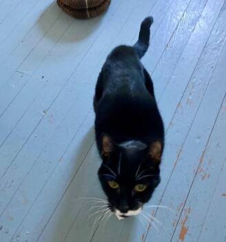 Tuxedo Cats Available for Adoption - Cookie | PetCurious