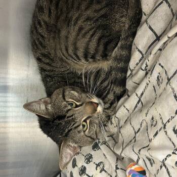 Yoshi -  Domestic Short Hair Cat for Adoption in Sudbury, Massachusetts - Yoshi | PetCurious