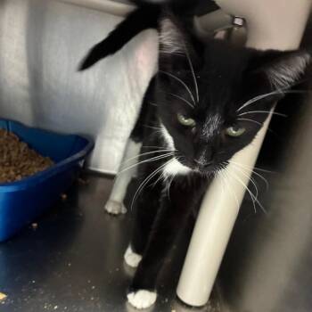 Shelby Cobra -  Domestic Short Hair Cat for Adoption in Carencro, Louisiana - Shelby Cobra | PetCurious
