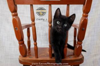 Domestic Short Hair Cats Available for Adoption in Riverside, California - Lucky 2 | PetCurious