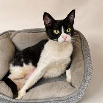 Adora -  Domestic Short Hair Cat for Adoption in Manhattan Beach, California - Adora | PetCurious