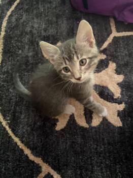 Louie -  Domestic Short Hair Cat for Adoption in Minneapolis, Minnesota - Louie | PetCurious