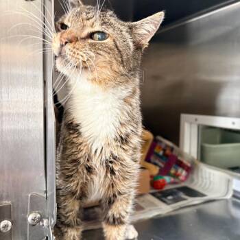 Domestic Short Hair Cats Available for Adoption in Goleta, California - Gummy Bear | PetCurious