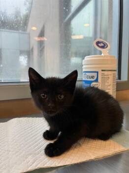 WANDA -  Domestic Short Hair Cat for Adoption in San Jose, California - WANDA | PetCurious