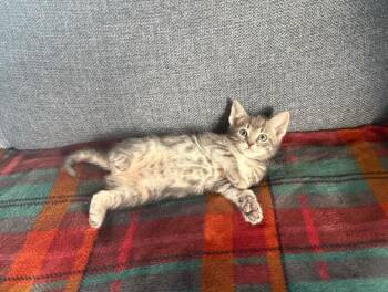 Domestic Short Hair Cats Available for Adoption in North Babylon, New York - Oli | PetCurious