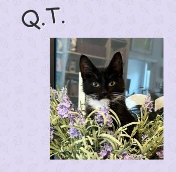 Domestic Short Hair Cats Available for Adoption - QT | PetCurious