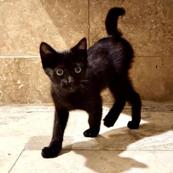 Venom -  Domestic Short Hair and Bombay Cat for Adoption in Los Angeles, California - Venom | PetCurious