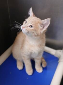 Sven -  Domestic Short Hair Cat for Adoption in Ladysmith, Wisconsin - Sven | PetCurious