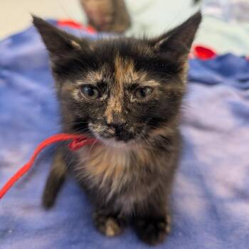 Domestic Short Hair Cats Available for Adoption in Wheeling, Illinois - Heart | PetCurious