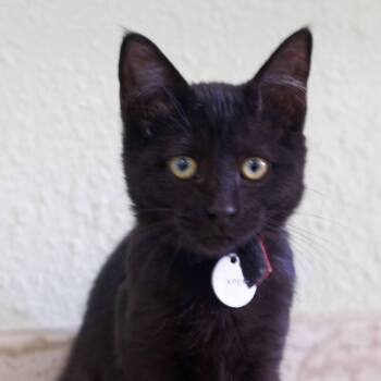 Apep -  Domestic Short Hair Cat for Adoption in Zimmerman, Minnesota - Apep | PetCurious