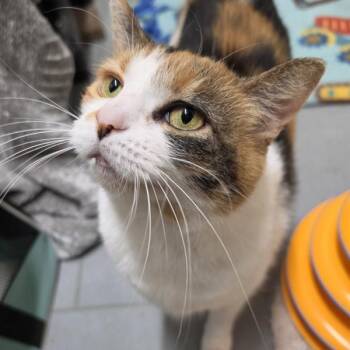 Lucy -- Bonded Buddy With Fiona -  Domestic Short Hair Cat for Adoption in Des Moines, Iowa - Lucy -- Bonded Buddy With Fiona | PetCurious
