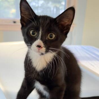 PORCINI -  Domestic Short Hair Cat for Adoption in East Greenwich, Rhode Island - PORCINI | PetCurious