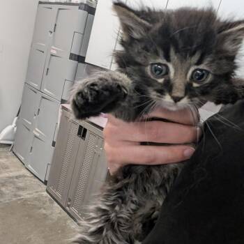 Stormfly -  Domestic Long Hair Cat for Adoption in Manhattan, Kansas - Stormfly | PetCurious