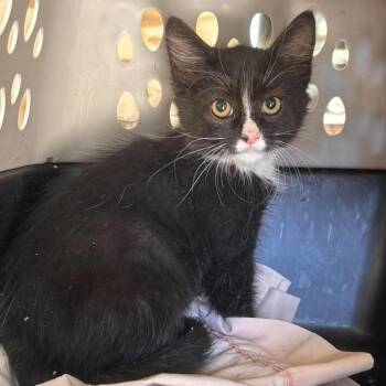 Godrick -  Domestic Medium Hair and Domestic Short Hair Cat for Adoption in Nampa, Idaho - Godrick | PetCurious