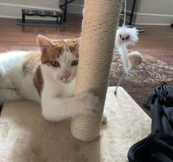 Rescue Domestic Short Hair Cats for Adoption in Philadelphia, Pennsylvania - Mr. Mai | PetCurious