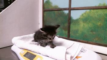 CUPCAKE -  Domestic Medium Hair and Domestic Short Hair Cat for Adoption in Houston, Texas - CUPCAKE | PetCurious